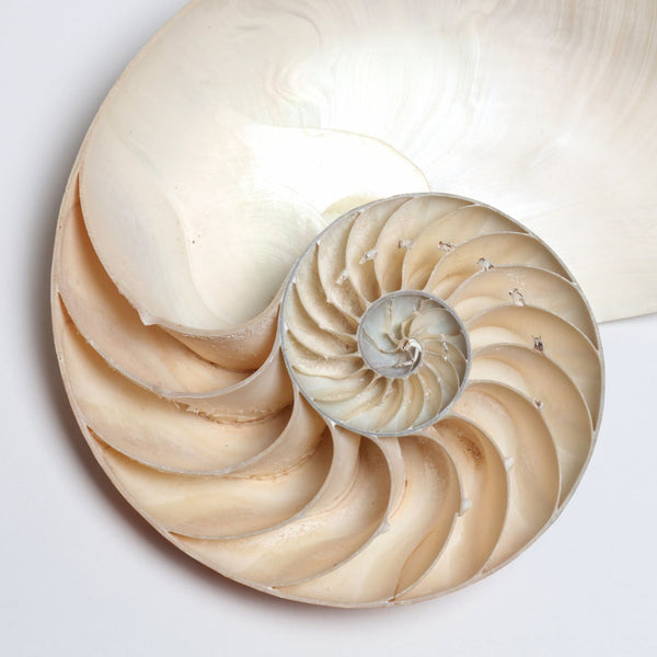 The Mysterious Language of Art: How Fractals Connect with You